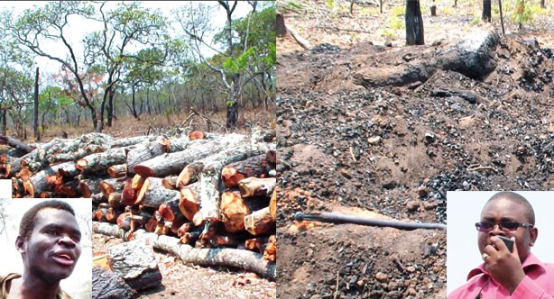 Maneya believes that despite the extensive charcoal production which is a threat to one of the biggest natural forest reserve’s existence, it can still be salvaged from extinction.